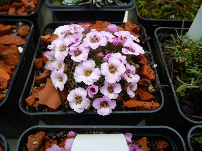 Saxifraga "Sissi"
